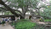 PICTURES/The Alamo - San Antonio/t_Live Oak Tree2.JPG